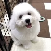 ビションフリーゼ