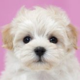 マルプー(マルチーズ×トイプードル)