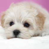 マルプー(マルチーズ×トイプードル)