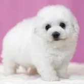 ビションフリーゼ