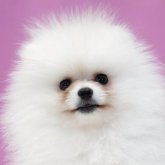 ポメラニアン