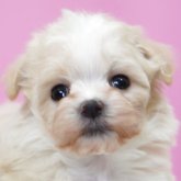 マルプー(マルチーズ×トイプードル)