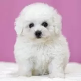 ビションフリーゼ