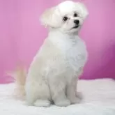 ポメプー(ポメラニアン×トイプードル)【埼玉県・女の子・2025年7月10日・アプリコット】の写真2