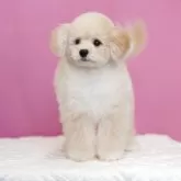 ポメプー(ポメラニアン×トイプードル)【埼玉県・男の子・2025年8月3日・アプリコット】の写真2