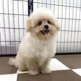 ポメプー(ポメラニアン×トイプードル)【埼玉県・男の子・2025年7月14日・アプリコット】の写真2