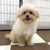 ポメプー(ポメラニアン×トイプードル)【埼玉県・男の子・2025年7月14日・アプリコット】の写真3