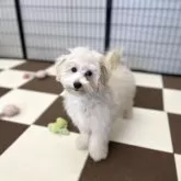 マルプー(マルチーズ×トイプードル)【埼玉県・女の子・2025年5月26日・アプリコット】の写真3