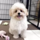 ポメプー(ポメラニアン×トイプードル)【埼玉県・男の子・2025年7月14日・アプリコット】の写真5