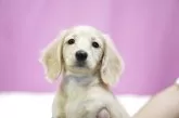 ミニチュアダックスフンド(ロング)【埼玉県・女の子・2025年4月12日・イエロー】の写真5