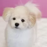 ポメプー(ポメラニアン×トイプードル)【埼玉県・男の子・2025年8月3日・アプリコット】の写真5