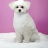 ポメプー(ポメラニアン×トイプードル)【埼玉県・女の子・2025年7月10日・アプリコット】の写真5