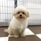 ポメプー(ポメラニアン×トイプードル)【埼玉県・男の子・2025年7月14日・アプリコット】の写真6