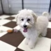 マルプー(マルチーズ×トイプードル)【埼玉県・女の子・2025年5月26日・アプリコット】の写真6