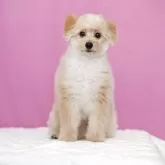ポメプー(ポメラニアン×トイプードル)【埼玉県・男の子・2025年7月14日・アプリコット】の写真7