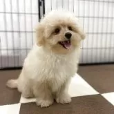 ポメプー(ポメラニアン×トイプードル)【埼玉県・男の子・2025年7月14日・アプリコット】の写真7