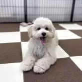 マルプー(マルチーズ×トイプードル)【埼玉県・女の子・2025年5月26日・アプリコット】の写真8