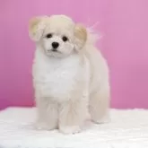 ポメプー(ポメラニアン×トイプードル)【埼玉県・男の子・2025年8月3日・アプリコット】の写真9