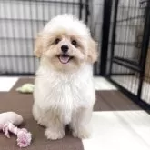 ポメプー(ポメラニアン×トイプードル)【埼玉県・男の子・2025年7月14日・アプリコット】の写真9