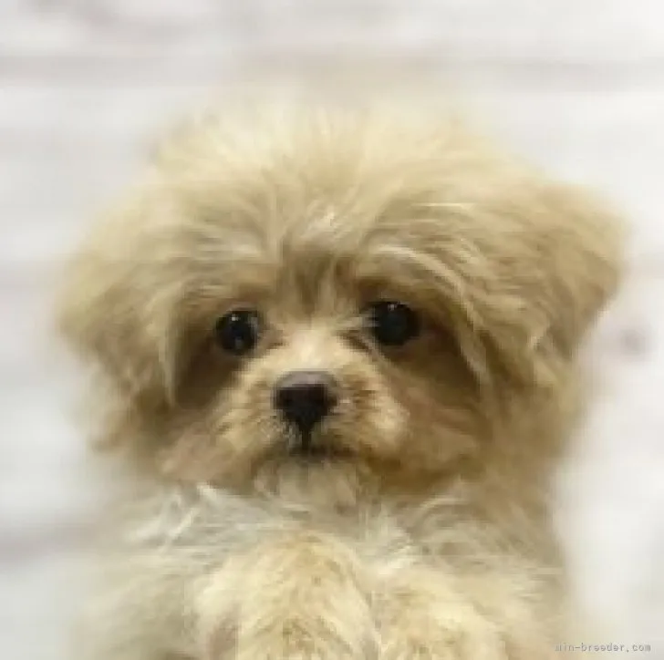 ID：2307-05523の子犬