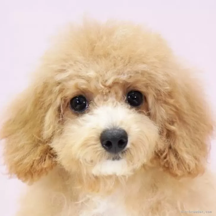 ID:2407-06504の子犬