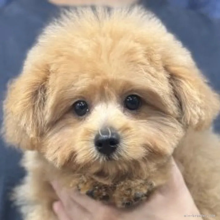 ID:2309-05199の子犬