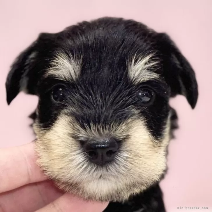 ID:2408-05215の子犬
