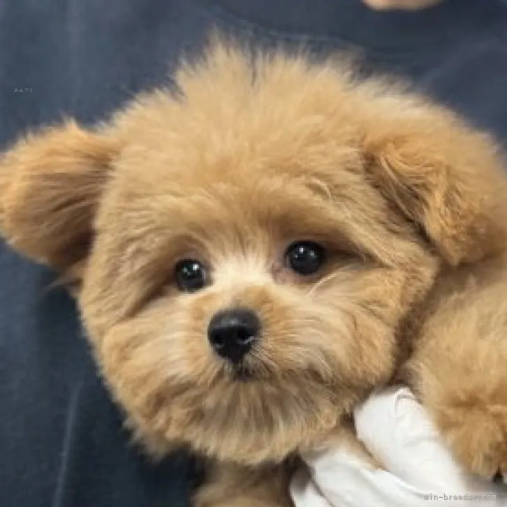 ID：2309-05197の子犬