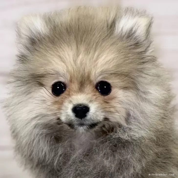 ID:2312-02932の子犬