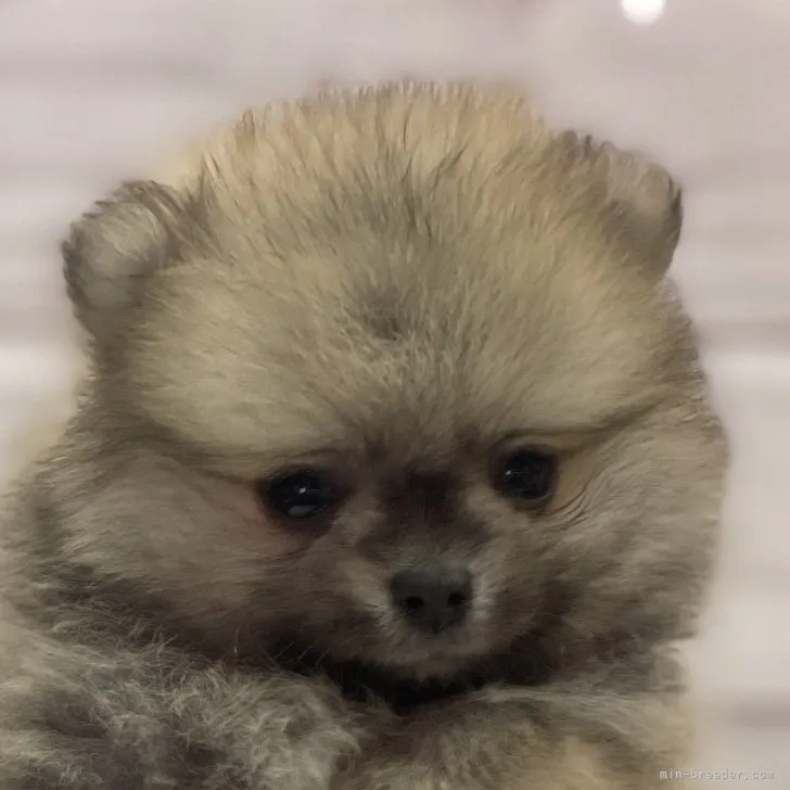 ID:2307-05515の子犬