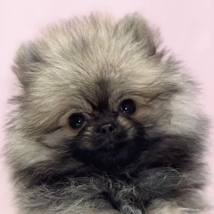 ID:2406-06673の子犬