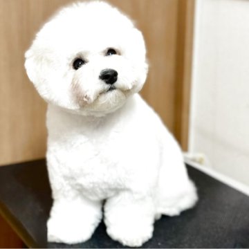 ビションフリーゼ【東京都・男の子・2025年5月16日・ホワイト】の写真「ビションフリーゼ専門犬舎☆フリーな環境での生活」