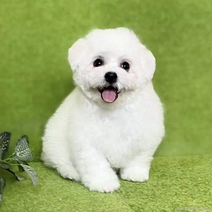 ID:2408-03419の子犬