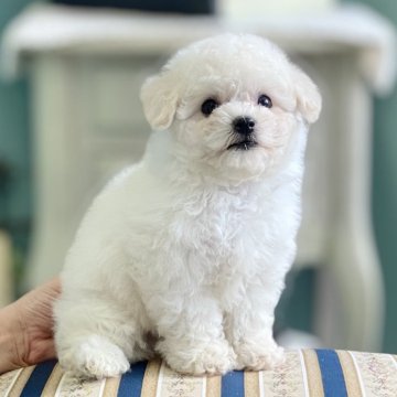 ビションフリーゼ【東京都・男の子・2024年7月23日・ホワイト】の写真「ビション専門犬舎⭐︎元気にスクスク成長中♪」