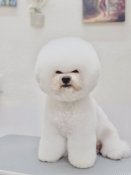 ビションフリーゼ【・男の子・2022年8月7日・ホワイト】「とても質の良いコート（毛）です。」