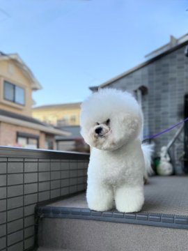 東京】石井 貴之(いしい たかゆき)ブリーダー｜みんなのブリーダー
