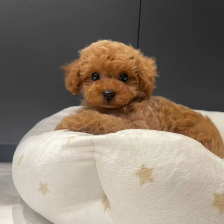 ID：2503-04011の子犬