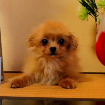 ミックス(父ポメラニアン×母チワポメ)【岡山県・男の子・2024年11月6日・フォーン】の写真「チワワよりのチワポメくんです！！」