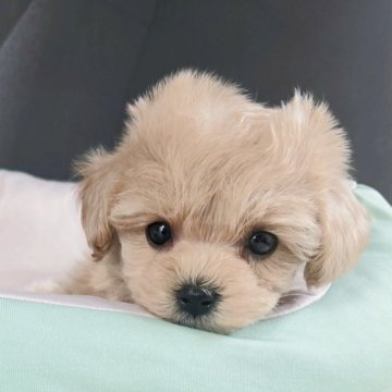 マルプー(トイプードル×マルチーズ)【岡山県・女の子・2025年3月26日・クリーム】の写真「とにかくお顔の可愛いMIXをお探しの方はこの子です」