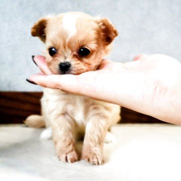 ポメプー(トイプードル×ポメラニアン)【岡山県・女の子・2025年7月16日・クリーム】の写真「お顔がとにかく可愛いMIXをお探しの方はぜひ！！」