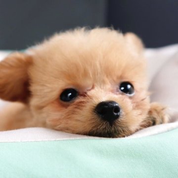 ポメプー(トイプードル×ポメラニアン)【岡山県・男の子・2025年7月16日・レッド】の写真「お顔がとにかく可愛いMIXをお探しの方はぜひ！」