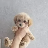 タイニープードル