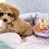 タイニープードル