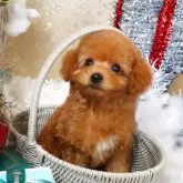 タイニープードル