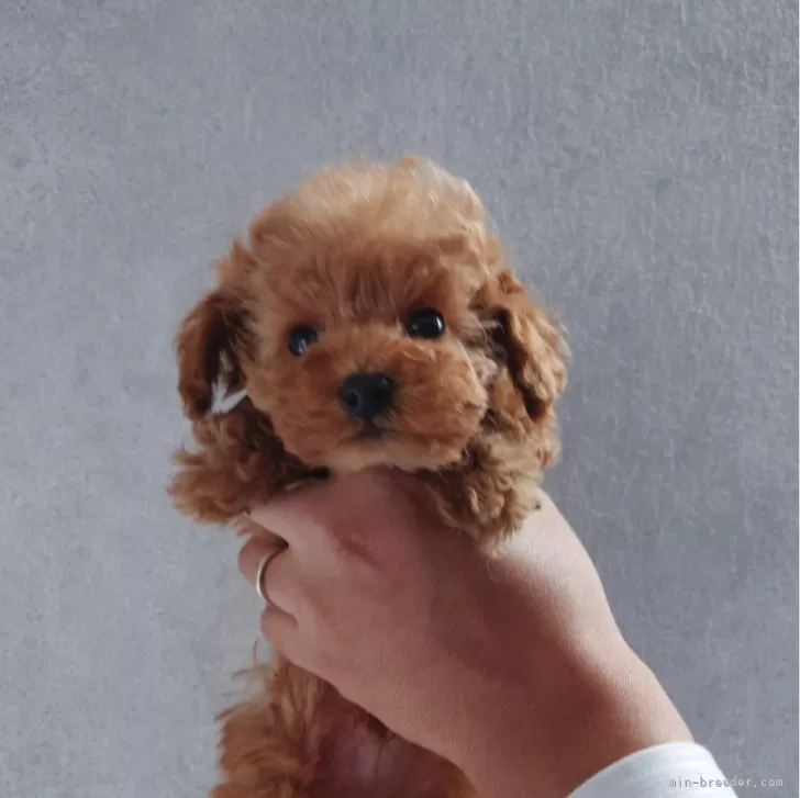 ID:2403-03268の子犬
