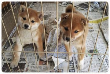 千葉県でおすすめの柴犬のブリーダー特集 みんなのペットライフ