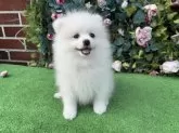 ポメラニアン【茨城県・女の子・2025年8月5日・ホワイト】の写真3