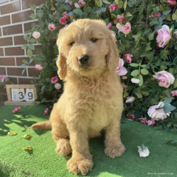 ID：2502-04356の子犬