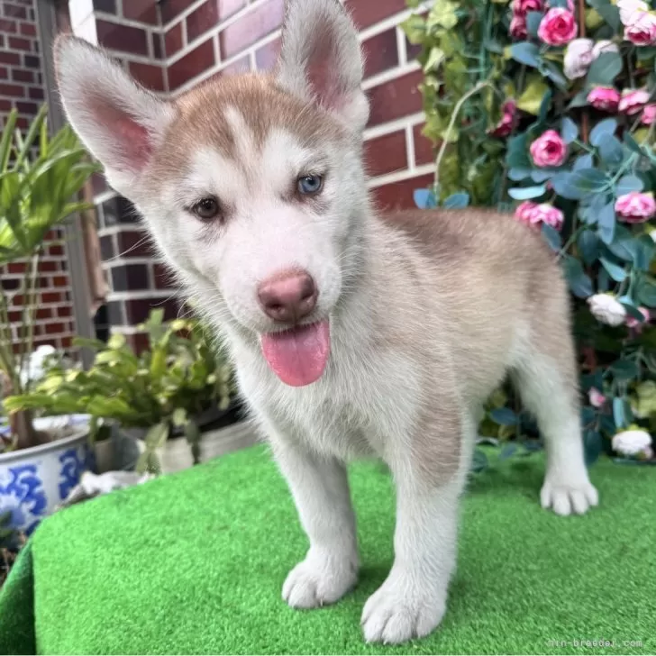 ID：2508-01649の子犬