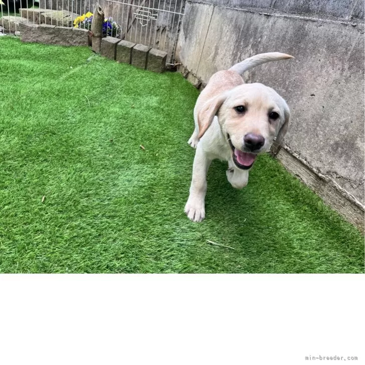 ID:2502-04357の子犬